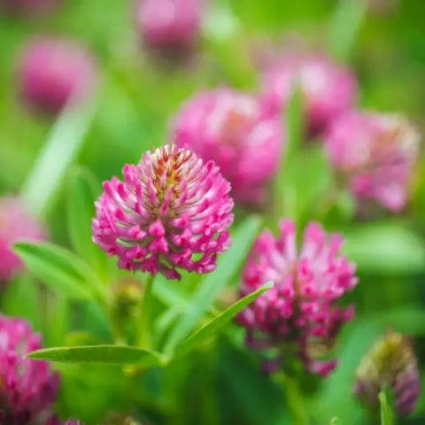 The Magic Behind Flower Essences Goddess Provisions