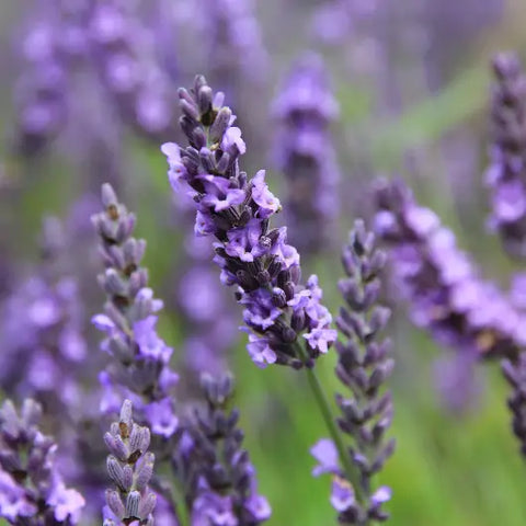 Healing Your Skin with Botanicals and Crystals Goddess Provisions