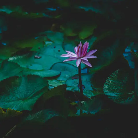 Why You Need This Ancient Egyptian Flower Goddess Provisions