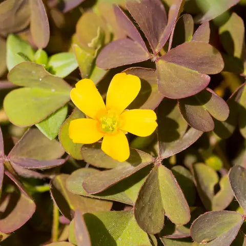 The Magic Behind Flower Essences Goddess Provisions