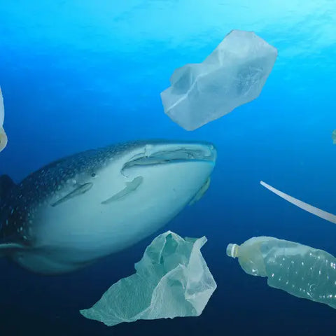 Help Keep Trash Out our Our Oceans!